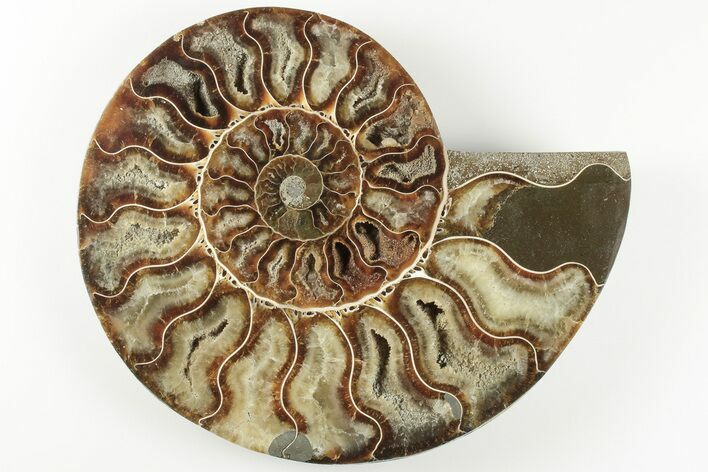 Cut & Polished Ammonite Fossil (Half) - Madagascar #200037